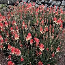 Safari Sunrise Aloe
