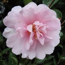 Cotton Candy Camellia