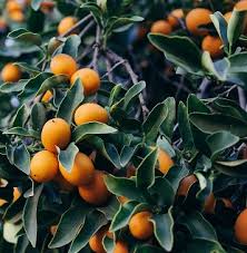 Nagami Tart Kumquat