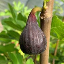 LSU Scott’s Black Fig Tree