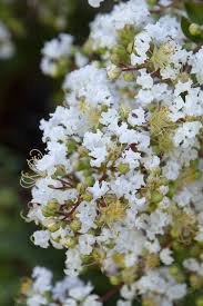 Natchez Crepe Myrtle