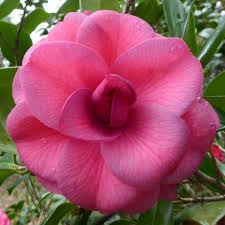 Purple Dawn Camellia