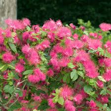 Powder Puff Pink Calliandra Tree