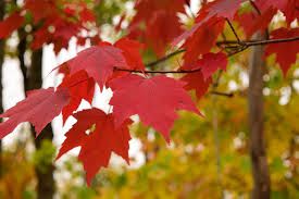 Red Maple