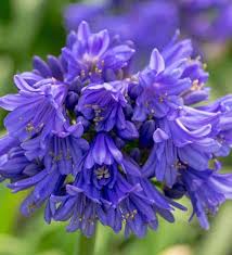 Ever Midnight Moon Agapanthus