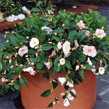 Quintessence Camellia