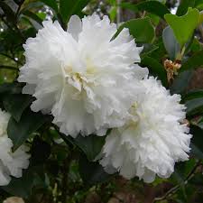 October Magic Ivory Camellia