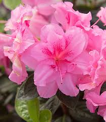 Autumn Carnation Encore Azalea