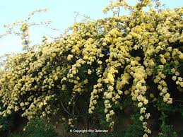 Lady Banks Yellow