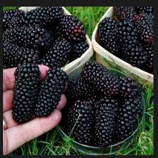Big Daddy Thornless Blackberry