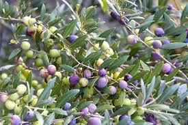 Arbequina Olive