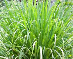 Lemon Grass