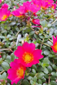 Grape Jelly Portulaca
