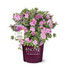 Autumn Carnation Encore Azalea