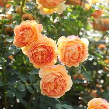 3 Gallon David Austin "Lady Of Shalott" Rose