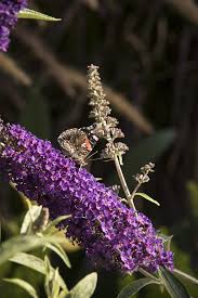 Black Knight Butterfly Bush