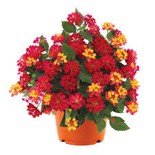 Havana Cherry Lantana
