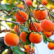 Fuyu Persimmon