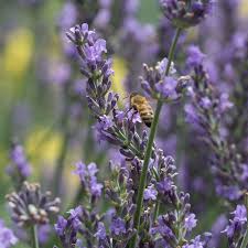 Phenomenal Lavender