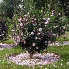 October Magic Orchid Camellia