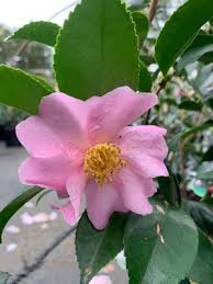 Maidens Blush Camellia