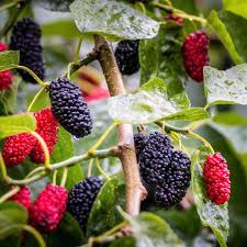 Mojo Dwarf Mulberry Tree