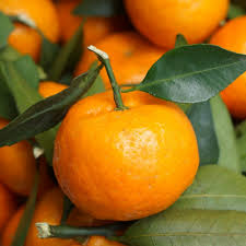 Sunburst Tangerine