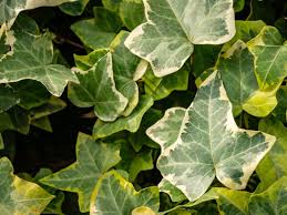 Belgium Variegated Ivy