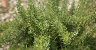 Chefs Choice Rosemary
