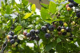Sapphire Cascade Blueberry