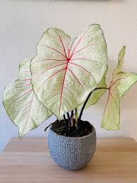 White Queen Caladium