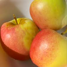 5 Gallon Golden Dorset Apple