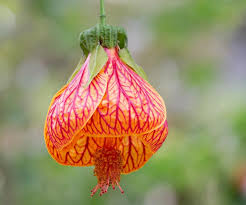 Abutlion Flowering Maple - Chinese Lantern