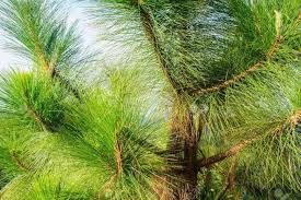 Loblolly Pine Tree