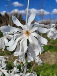 Water Lilly Magnolia