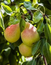 Pineapple Pear