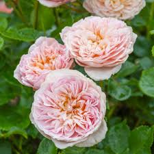 David Austin "Emily Bronte" Rose