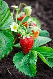 Strawberry Plants