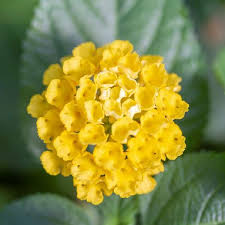 Chapel Hill Yellow Lantana