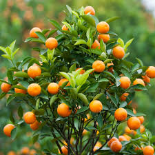 Brown Select Satsuma