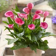 Capt. Cheerio Calla Lily