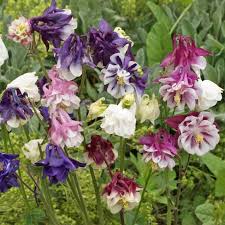 Aquilegia - Columbine