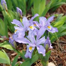 Eco Bluebird Iris