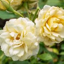 Buttercream Drift Rose