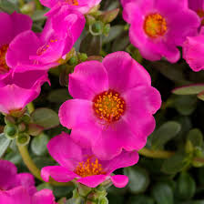 Nano Purple Pazzaz Portulaca
