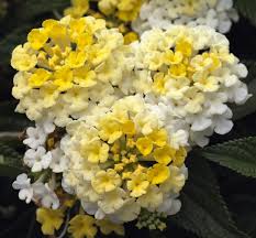 Bandana Lemon Zest Lantana