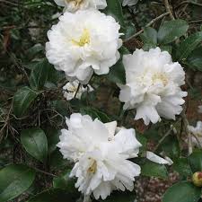 Snow on the Mountain Camellia