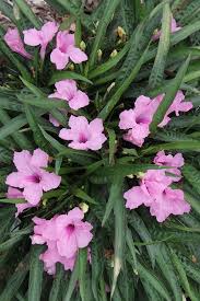 Mexican Petunia