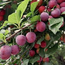 Gulf Beauty Plum Tree