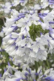 Indigo Frost Agapanthus